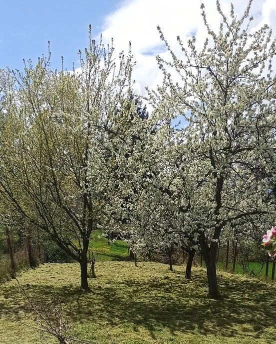 SUPER CENA, Rodinný dom pri Zlatých Moravciach