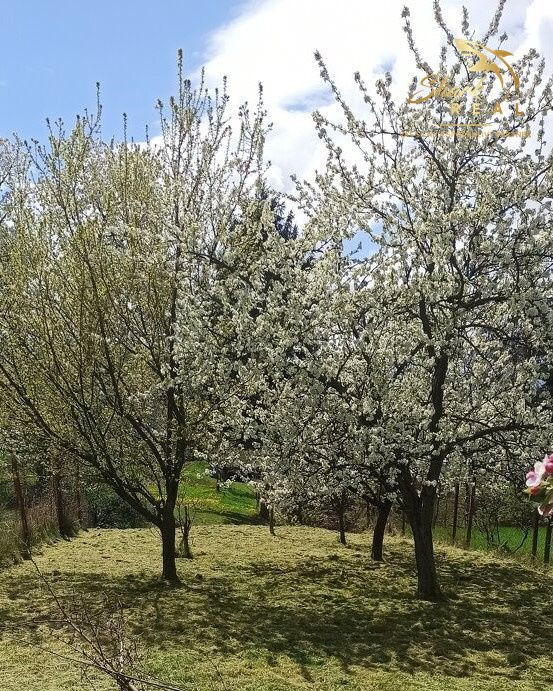 SUPER CENA, Rodinný dom pri Zlatých Moravciach