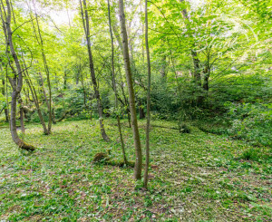 Pozemok v lone prírody s potôčikom– ideálny pre vašu vysnívanú chatu!