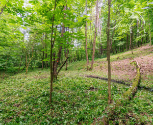 Pozemok v lone prírody s potôčikom– ideálny pre vašu vysnívanú chatu!