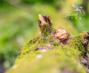 Pozemok v lone prírody s potôčikom– ideálny pre vašu vysnívanú chatu!