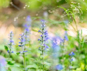 Pozemok v lone prírody s potôčikom– ideálny pre vašu vysnívanú chatu!