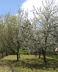 SUPER CENA, Rodinný dom pri Zlatých Moravciach