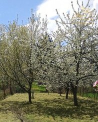 SUPER CENA, Rodinný dom pri Zlatých Moravciach