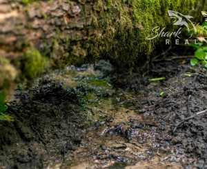 Duchonka / Pozemok  na výstavbu chaty v lone prírody