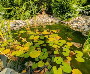 Na prenájom očarujúci penzión Dahlia s vynikajúcimi recenziami, reštauráciou, welness a ihriskom