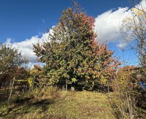 EKONOMICKÁ CENA _ 700 m2 _ Rekreačný pozemok _MLADÁ GARDA Bratislava
