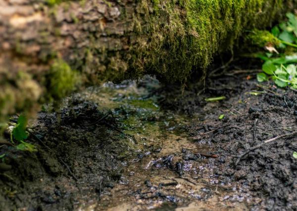 Pozemok v lone prírody s potôčikom– ideálny pre vašu vysnívanú chatu!