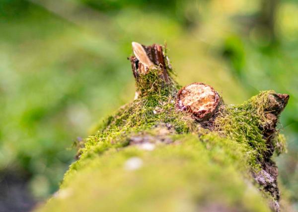 Pozemok v lone prírody s potôčikom– ideálny pre vašu vysnívanú chatu!