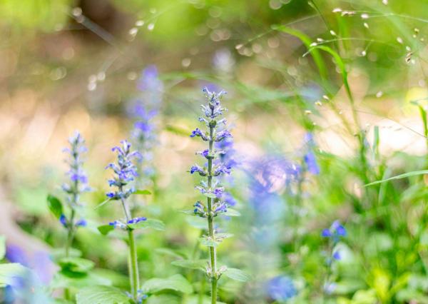Pozemok v lone prírody s potôčikom– ideálny pre vašu vysnívanú chatu!