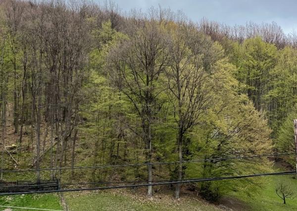 REZERVOVANÉ - RD - Chalupa pri potôčiku / Nová Baňa