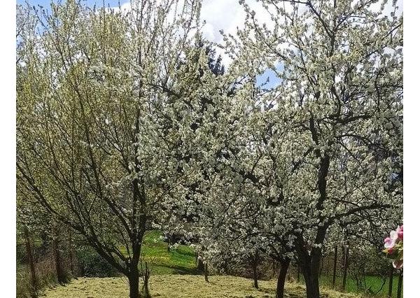 SUPER CENA, Rodinný dom pri Zlatých Moravciach
