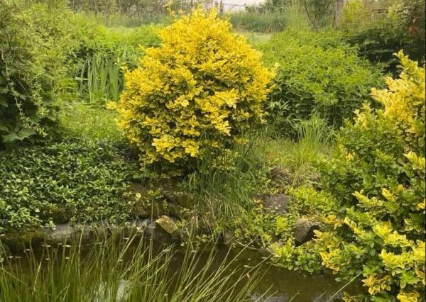 Priestranný 5-izbový rodinný dom s veľkou záhradou v Pezinku