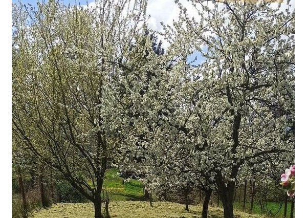 SUPER CENA, Rodinný dom pri Zlatých Moravciach