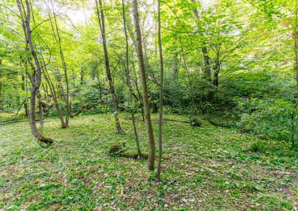 Duchonka / Pozemok  na výstavbu chaty v lone prírody