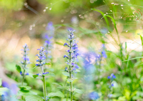 Duchonka / Pozemok  na výstavbu chaty v lone prírody