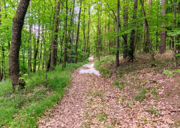 Duchonka / Pozemok  na výstavbu chaty v lone prírody