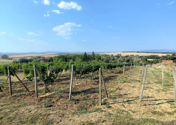 Slnečný pozemok s viničom a nádherným výhľadom