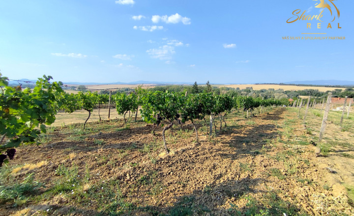 Slnečný pozemok s viničom a nádherným výhľadom - fotografia 1