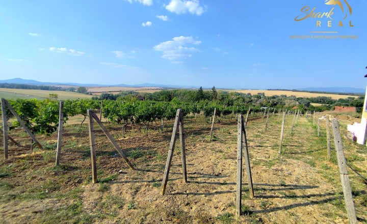 Slnečný pozemok s viničom a nádherným výhľadom - fotografia 4