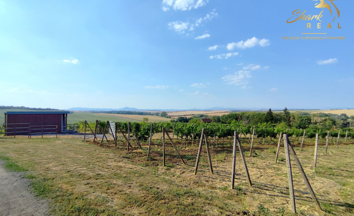 Slnečný pozemok s viničom a nádherným výhľadom - fotografia 6