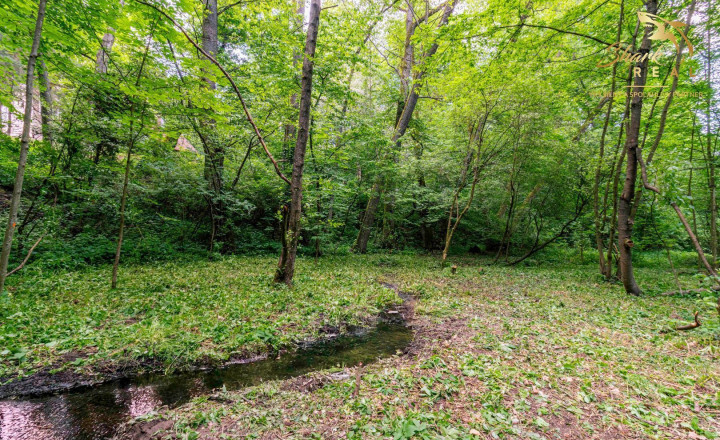 Rozprávkový pozemok obklopený lesom  - Duchonka - fotografia 5