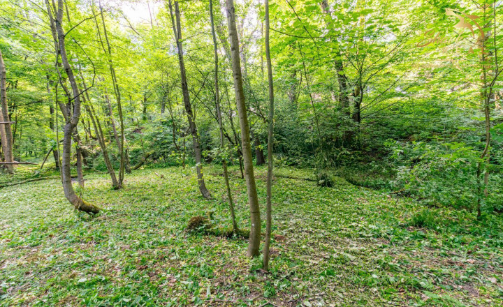 Rozprávkový pozemok obklopený lesom  - Duchonka - fotografia 8