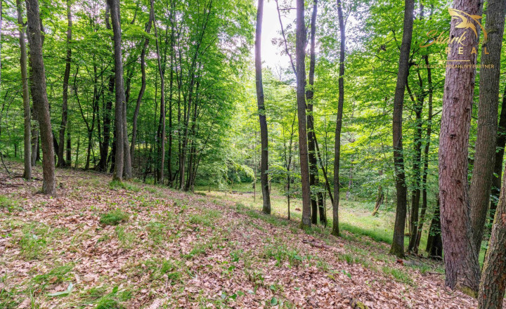 Rozprávkový pozemok obklopený lesom  - Duchonka - fotografia 10