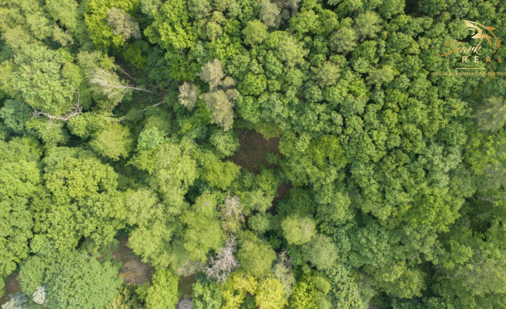 Rozprávkový pozemok obklopený lesom  - Duchonka - fotografia 19