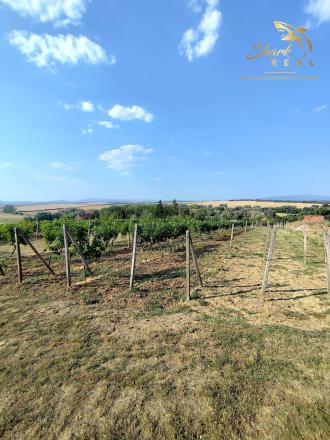 Slnečný pozemok s viničom a nádherným výhľadom - fotografia 10