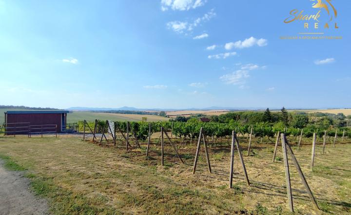 Slnečný pozemok s viničom a nádherným výhľadom - fotografia 11